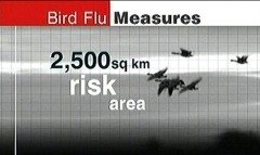 BBC News Bird Flu Coverage in 2006 7