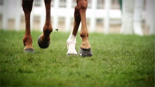 Cheltenham 2013 Channel 4 Sport Promo 6
