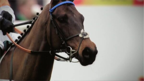 Cheltenham 2013 Channel 4 Sport Promo 7