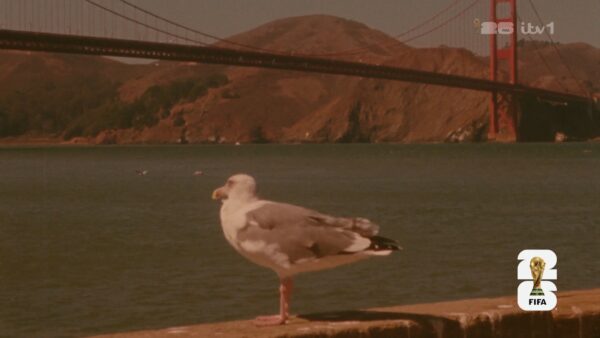 ITV World Cup 2026 Big Bumper Seagull